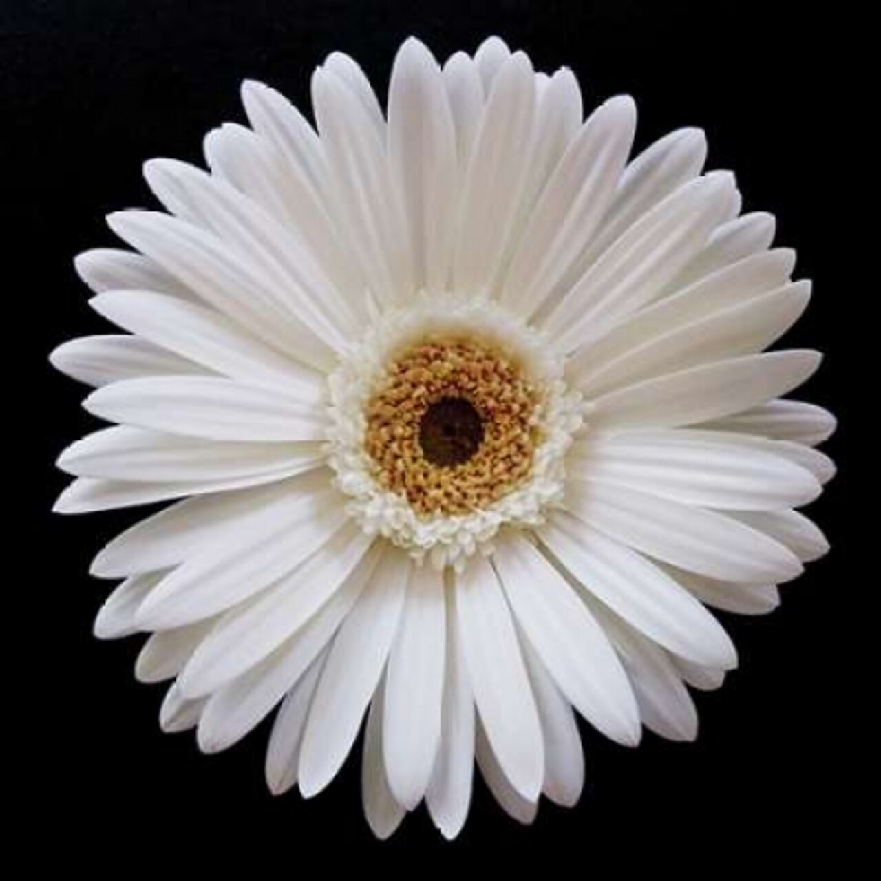 White Gerber Daisy Poster Print by Jim Christensen - Item # VARPDXPSCRS126